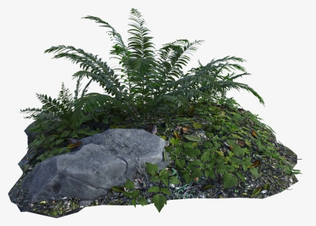 Tropical, Plants, Fern, Rocks, Grass, Botany, Green - Tropical Plant Png, Transparent Png, Transparent PNG