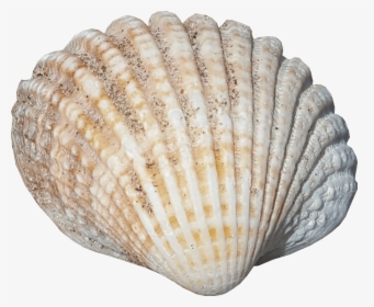 Sea Shell No Background Seaside Image - Sea Shells No Background, HD Png Download, Transparent PNG