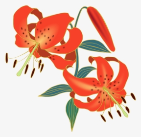 Tiger Lily Flower Png, Transparent Png, Transparent PNG