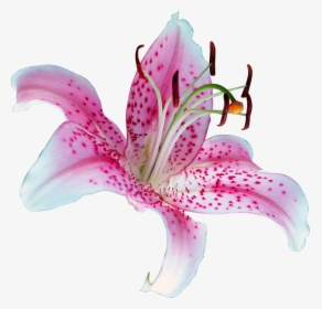 Lilium Stargazer Tiger Lily Clip Art - Lilly Png, Transparent Png, Transparent PNG
