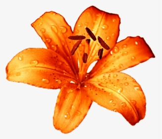 Tiger Lily Flower Png, Transparent Png, Transparent PNG