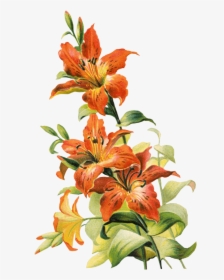 Transparent Lilies Clipart - Tiger Lily Flower Png, Png Download, Transparent PNG
