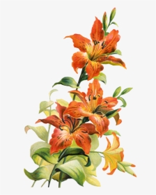 Tiger Lily Cliparts - Tiger Lily Flower Art, HD Png Download, Transparent PNG