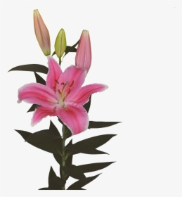 Stargazer Lily - Lily, HD Png Download, Transparent PNG