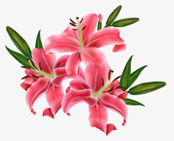 Pink Lily Cliparts Png - Lilium Png, Transparent Png, Transparent PNG