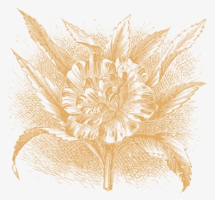 Illustrations Png Pic - Jasmine Flower Png Brush, Transparent Png, Transparent PNG