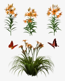 Flowers, Isolated, Butterfly, Plant, Tiger, Lily - Daylily Png, Transparent Png, Transparent PNG