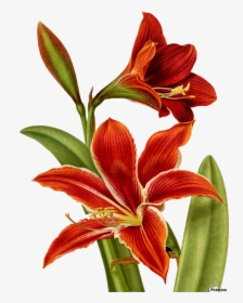 Transparent Tiger Lily Clipart - Sweet Good Morning With Flowers, HD Png Download, Transparent PNG