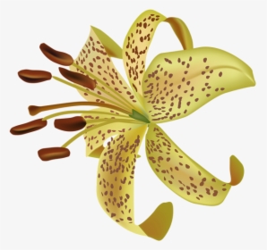 Lilium Png - Tiger Lily, Transparent Png, Transparent PNG
