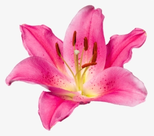Transparent Daylily Clipart - Tiger Lily, HD Png Download, Transparent PNG