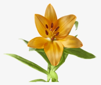 Lily Flower Yellow Free Picture - Lilium Flor Png, Transparent Png, Transparent PNG