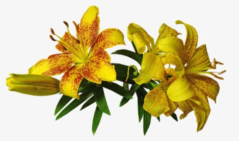 Lily, Asiatic, Fragrant, Cut Out, Isolated, Flower - Yellow Lilies Transparent Background, HD Png Download, Transparent PNG
