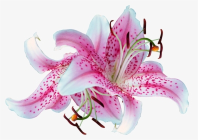 Clip Art Pictures Of Stargazer Lilies - Transparent Background Lilies Png, Png Download, Transparent PNG