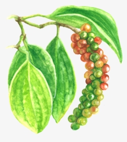 Black Pepper Extract - Seedless Fruit, HD Png Download, Transparent PNG