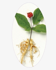 Circel Corean Ginseng - Dược Liệu Nhân Sâm, HD Png Download, Transparent PNG