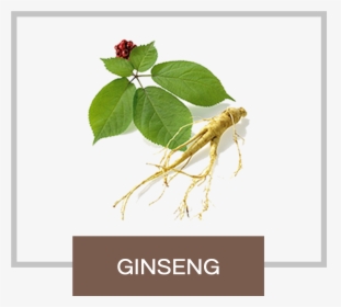 Ginseng With Leaf, HD Png Download, Transparent PNG