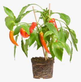 Chili Pepper - Flowerpot, HD Png Download, Transparent PNG