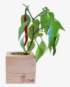Chili Plant Png, Transparent Png, Transparent PNG
