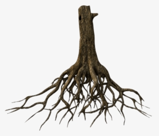 Lower Tree Trunk And Roots - Tree Roots Png, Transparent Png, Transparent PNG
