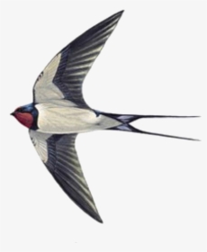 Swallow Tattoo Sparrow Helicopter - Sparrow And Swallow Difference, HD Png Download, Transparent PNG