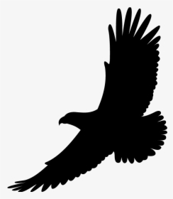 Bird Drawing White-tailed Eagle Bald Eagle - Hawk Soaring Clip Art, HD Png Download, Transparent PNG