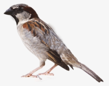 Sparrow Png Image - House Sparrow, Transparent Png, Transparent PNG