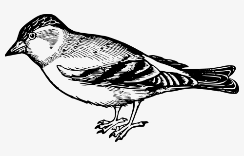 Sparrow - Sparrow Black And White, HD Png Download, Transparent PNG
