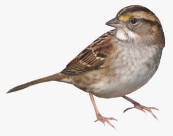 Clip Art Picture Of Sparrow Bird - Sparrow Png, Transparent Png, Transparent PNG