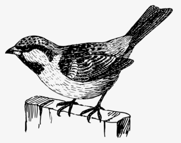 Sparow - Sparrow Png Black And White, Transparent Png, Transparent PNG