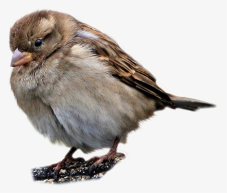 20109 - House Sparrow Bird Transparent, HD Png Download, Transparent PNG