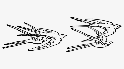 Collection Of Free Swallow Drawing Sketch Download - Free Swallows Clip Art, HD Png Download, Transparent PNG