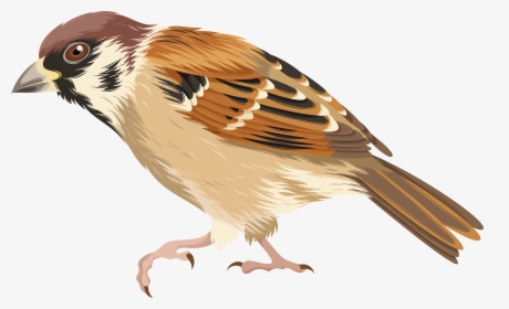 Png Clip Art Image - Clip Art Of Sparrow, Transparent Png, Transparent PNG