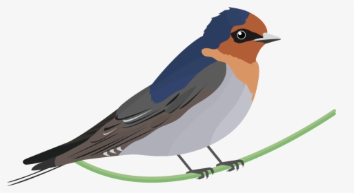 Black Swallow Bird Png - Welcome Swallow Bird, Transparent Png, Transparent PNG