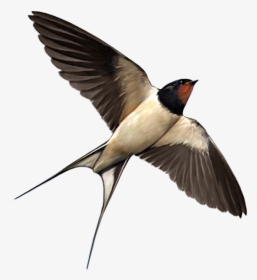 Swallow Bird Food Png - Swallow Png, Transparent Png, Transparent PNG