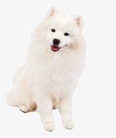 Samoyed Png - American Eskimo Dog Png, Transparent Png, Transparent PNG