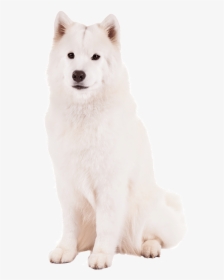 Canadian Eskimo Dog - Greenland Dog, HD Png Download, Transparent PNG