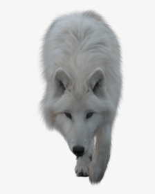 Blanc Suisse,fur,arctic Lupus Tundrarum,wolf - White Wolf Png, Transparent Png, Transparent PNG