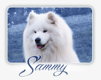 Samoyed Alexander Great Carpathian White Smile - Samoyed, HD Png Download, Transparent PNG