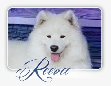 Samoyed Smiling Snowball Pure Crystal - Canadian Eskimo Dog, HD Png Download, Transparent PNG