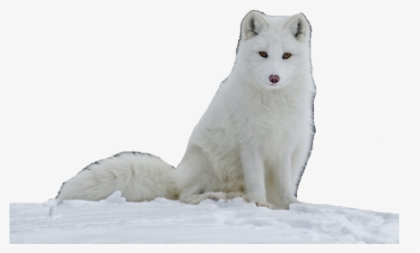 Samoyed - Arctic Fox Images Transparent, HD Png Download, Transparent PNG