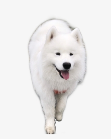 #samoyed #dog #puppy #freetoedit - American Eskimo Dog, HD Png Download, Transparent PNG