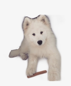 #pies #yoshi #samoyed - Siberian Husky, HD Png Download, Transparent PNG