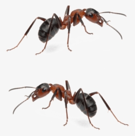 Fire Ant Mounds Are Obviously Menacing, And For Any - Carpenter Ant Fire Ants, HD Png Download, Transparent PNG