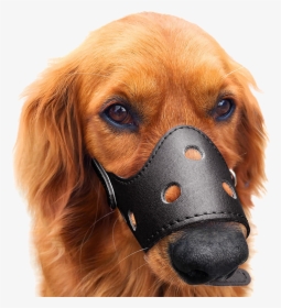 Dog Mouth Cover Dog Mask Anti Bite Anti Bite Anti Barking - Puppy, HD Png Download, Transparent PNG