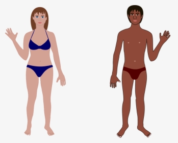 Human, Man, Woman, Bathing Suit, Swimming, Anatomy - Female Human Body Cartoon, HD Png Download, Transparent PNG