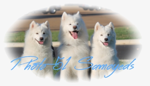 Photo 51 Samoyeds - Canadian Eskimo Dog, HD Png Download, Transparent PNG