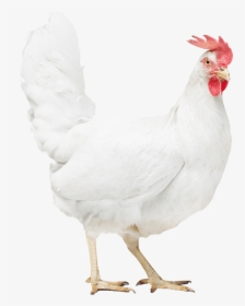 Poultry Health - Rooster, HD Png Download, Transparent PNG