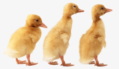 Ducklings Png, Transparent Png, Transparent PNG