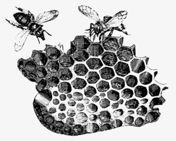 Transparent Bee Clipart Png - Honeycomb Black And White, Png Download, Transparent PNG