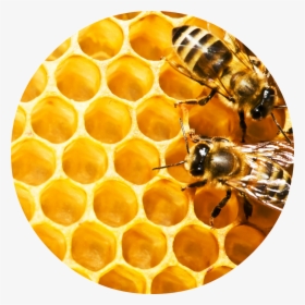 Bees On Honeycomb Hd, HD Png Download, Transparent PNG